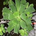 Pistia stratiotes Leaf