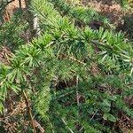 Larix deciduaLeaf