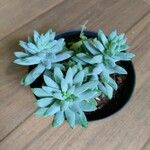 Dudleya greenei 叶