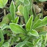 Silene italica Liść