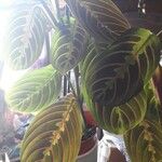 Maranta leuconeura É.MorrenLeaf