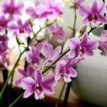 Dendrobium victoriae-reginae ശീലം