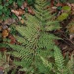 Dryopteris dilatata ഇല