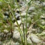 Eragrostis pectinacea Bark