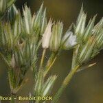 Minuartia glomerata Fruto