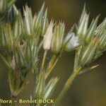 Minuartia glomerata Fruit