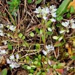 Polygala amarella Flor