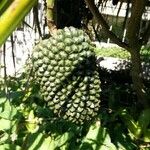 Pandanus utilis その他の提案