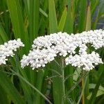 Achillea millefoliumFlor