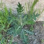 Cirsium vulgareFrunză