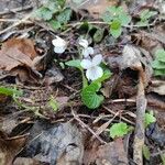 Viola alba Fleur