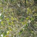 Laurus novocanariensis Лист