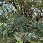 Cordia dodecandra List