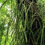 Rhipsalis floccosa Leaf