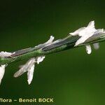 Nardus stricta Други