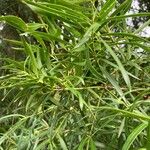 Podocarpus salignus Feuille