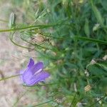 Campanula rotundifoliaBlomst