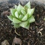 Haworthia cooperiList