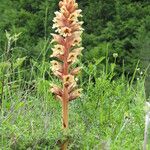 Orobanche alba Habitus