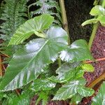 Begonia angularis पत्ता