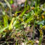 Juncus capitatus Flor