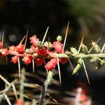 Cylindropuntia leptocaulis 果實