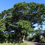 Intsia bijuga 整株植物