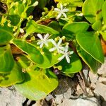 Erithalis odorifera Kvet
