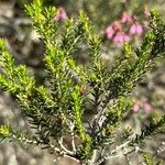 Erica australis Φύλλο
