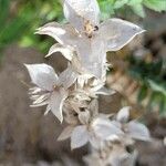Crucianella maritima Flower