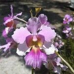 Papilionanthe teres Flower