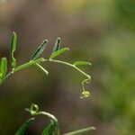 Vicia peregrina Лист