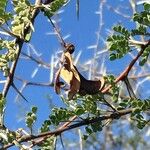 Vachellia exuvialis Frugt