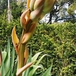 Beschorneria yuccoides Floare