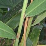 Hedychium coccineum Bark