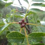 Pistacia terebinthus Habitus