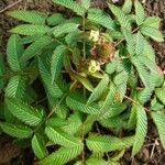 Rubus illecebrosus Leaf