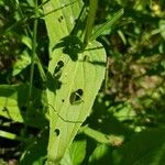 Digitalis grandiflora 葉