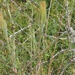 Tragopogon dubiusBlad