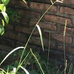 Echinochloa crus-galli整株植物