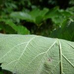 Rubus pericrispatus Mosusu
