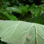 Rubus pericrispatus Outro