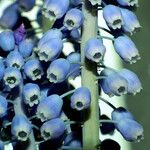 Muscari botryoides Flor