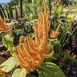 Amaranthus cruentus Flor