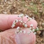 Ptychotis saxifraga Fula