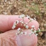 Ptychotis saxifraga