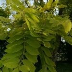 Robinia viscosa Листок