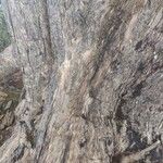 Eucalyptus robusta Escorça