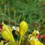 Caesalpinia gilliesii Outro