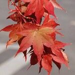 Acer palmatum Blatt